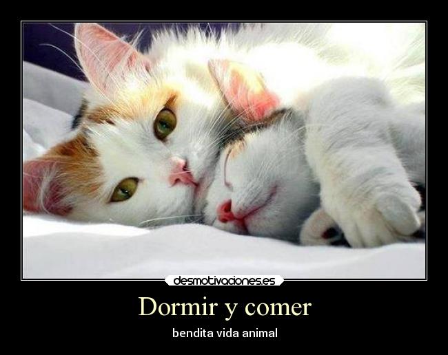 Dormir y comer - bendita vida animal