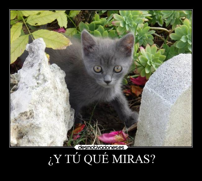 ¿Y TÚ QUÉ MIRAS? - 