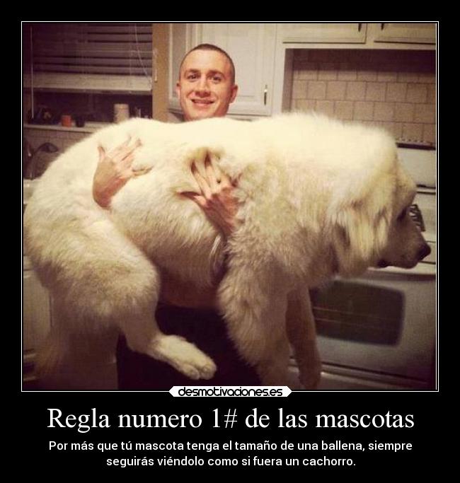 carteles felicidad animales mascota perro cachorro desmotivaciones