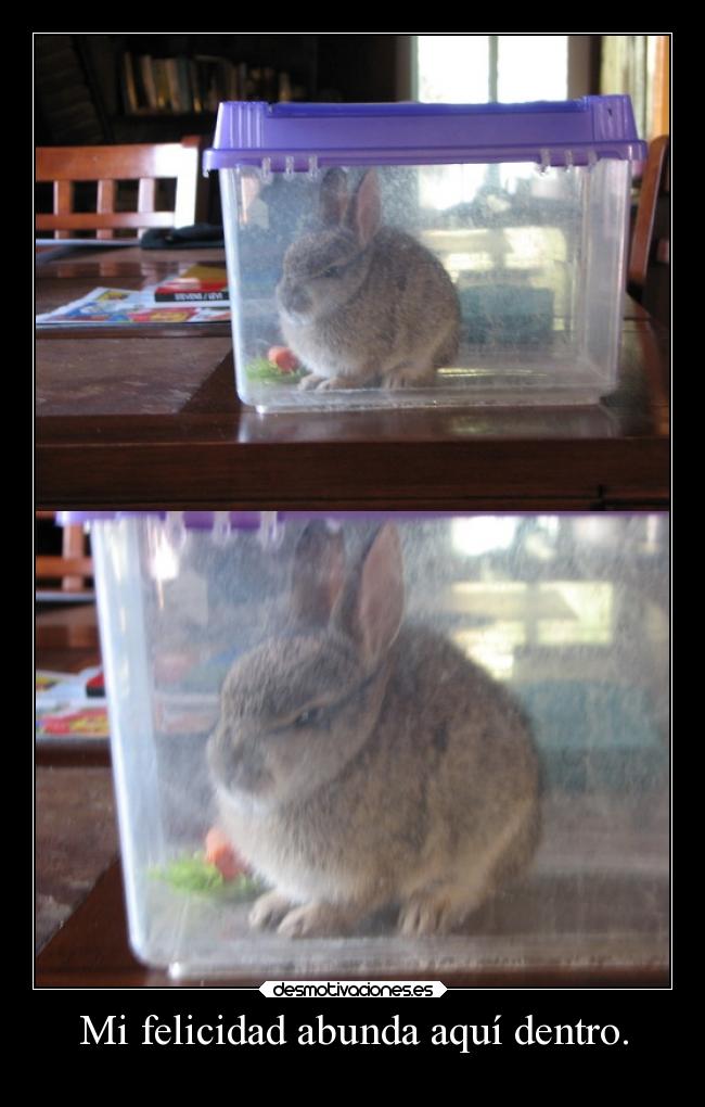 Mi felicidad abunda aquí dentro. - 