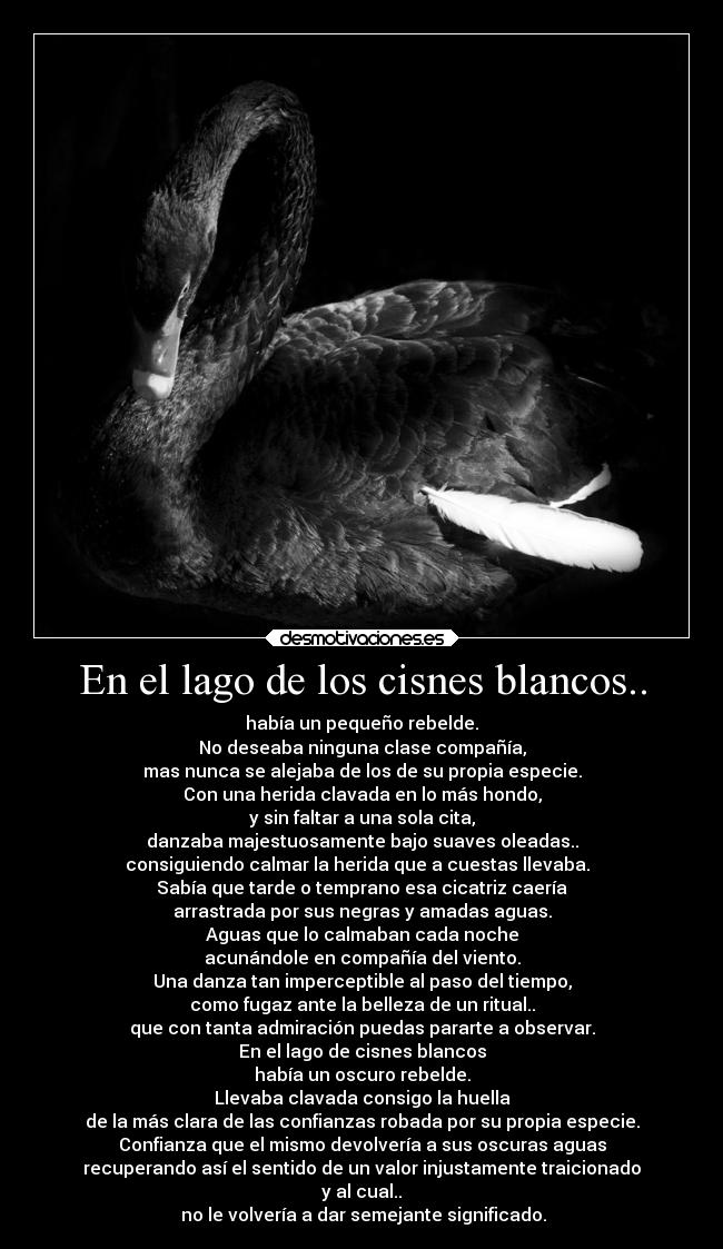 En el lago de los cisnes blancos.. - 