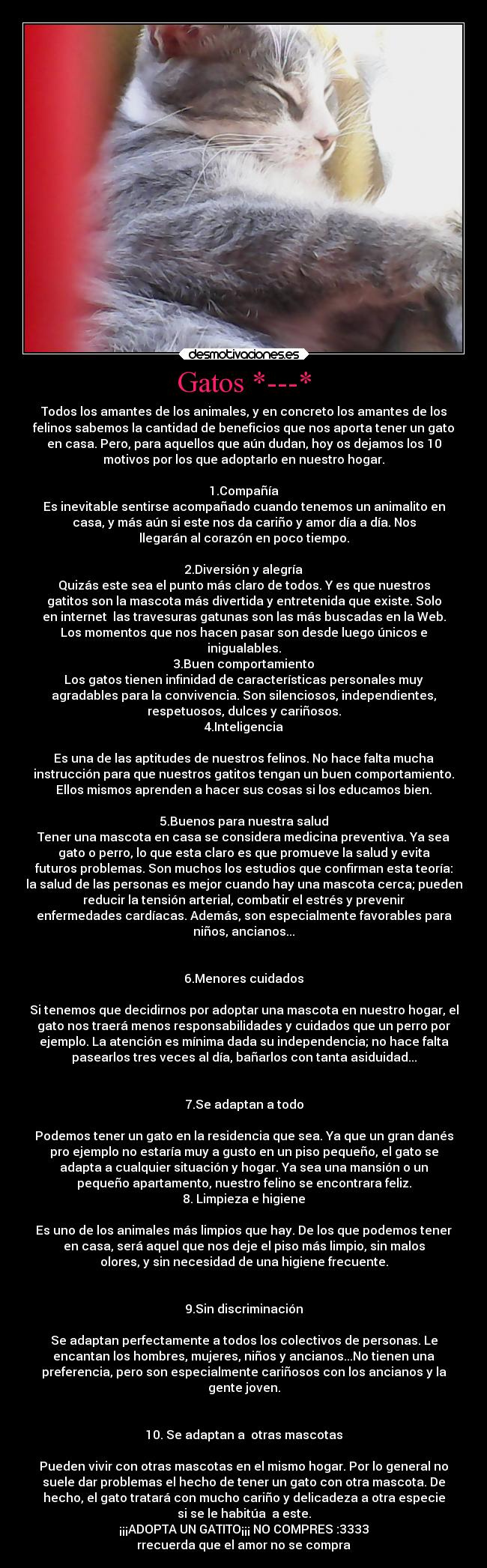 Gatos *---* - 