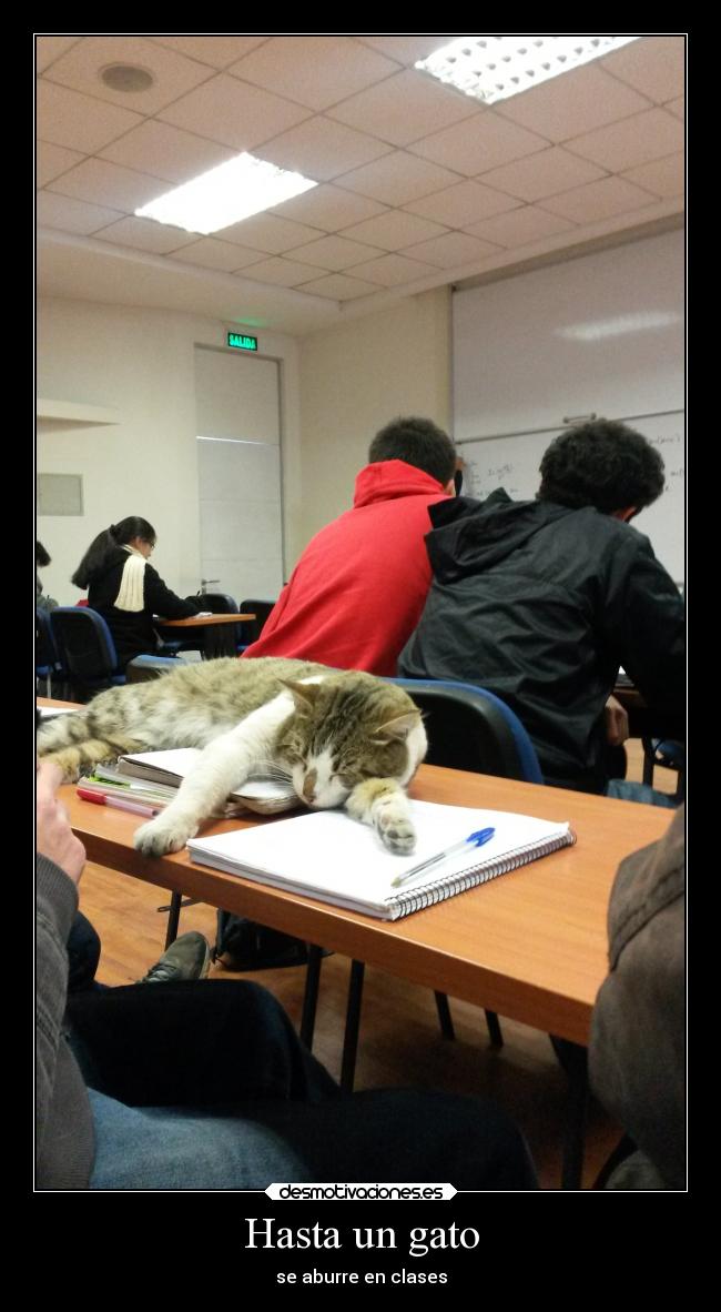 Hasta un gato -
