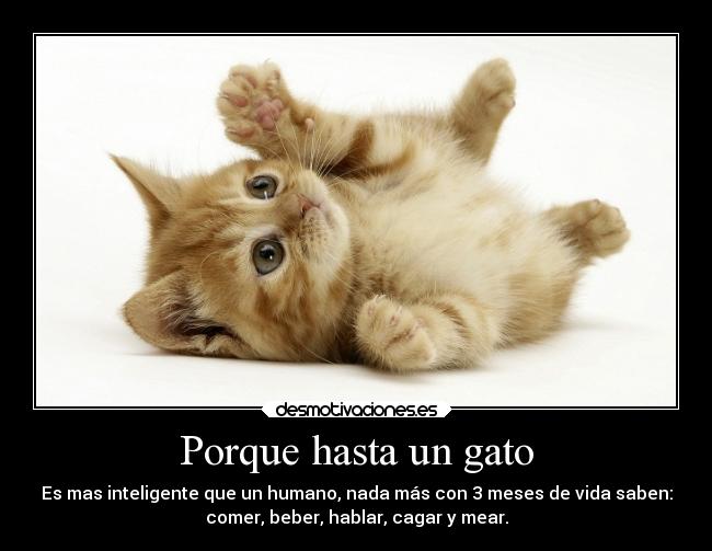 Porque hasta un gato - Es mas inteligente que un humano, nada más con 3 meses de vida saben:
comer, beber, hablar, cagar y mear.