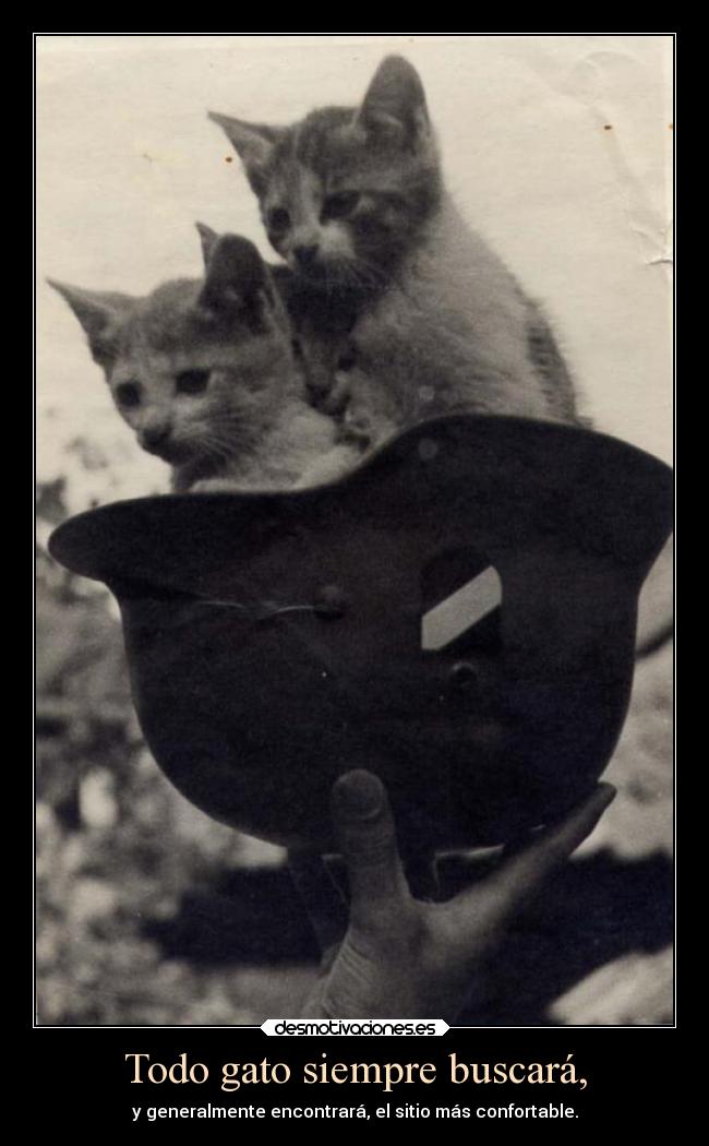 Todo gato siempre buscará, -