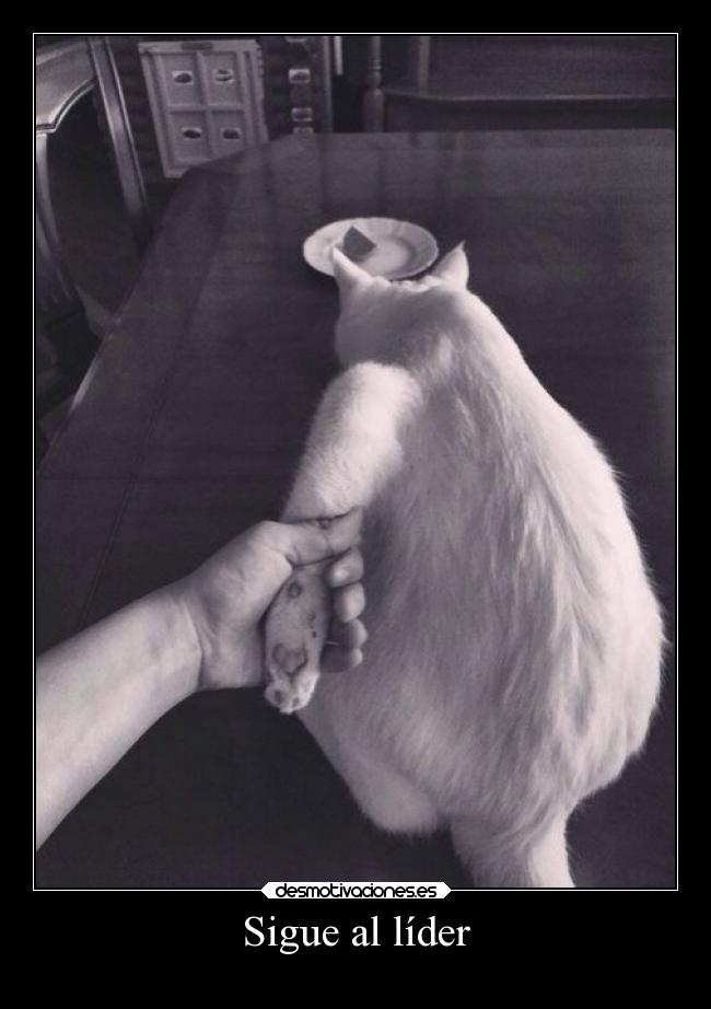 Sigue al líder - 