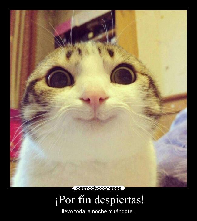 ¡Por fin despiertas! - llevo toda la noche mirándote...