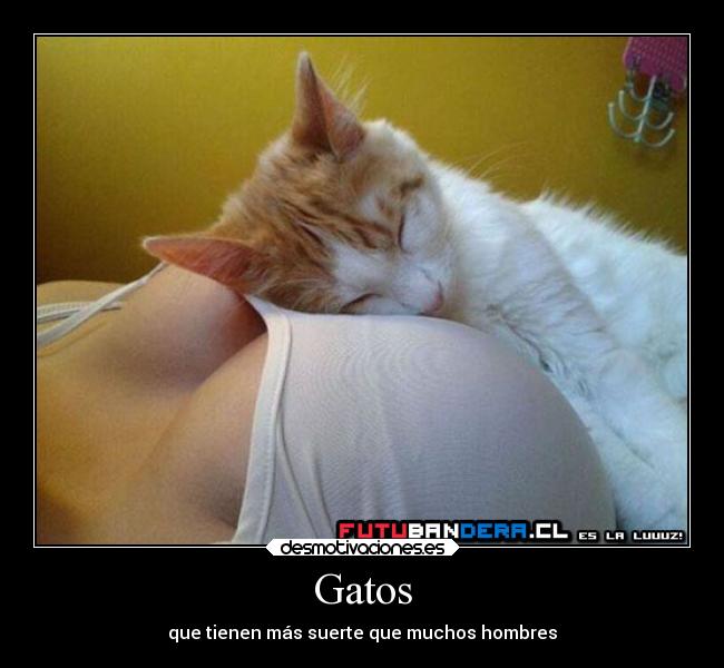 Gatos - 