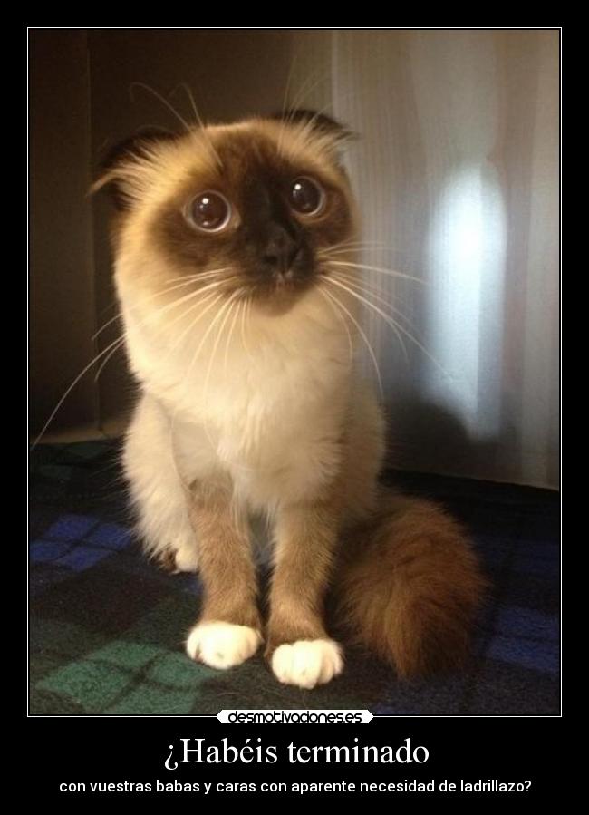 ¿Habéis terminado - con vuestras babas y caras con aparente necesidad de ladrillazo?