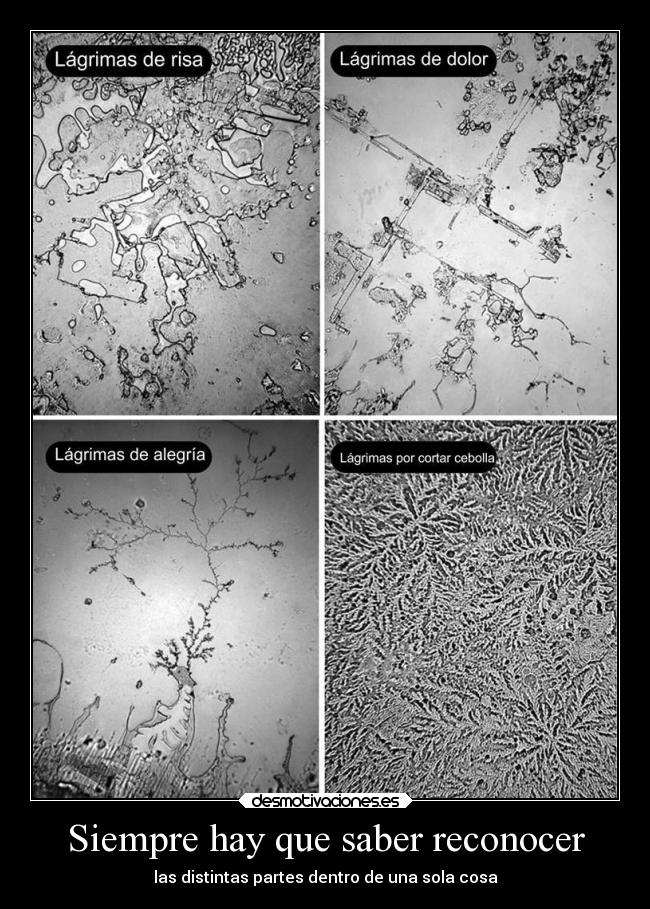 carteles humor alegria dolor risa cebolla athena1 desmotivaciones