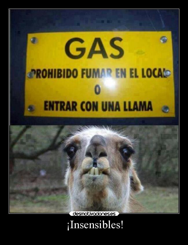 carteles humor animales vida llamas fails tumblr desmotivaciones