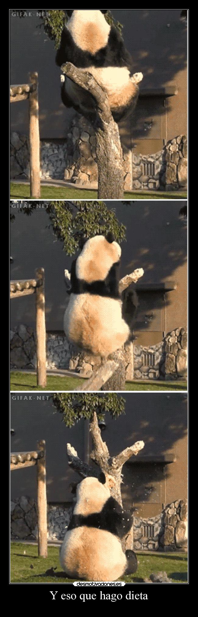 Y eso que hago dieta - 