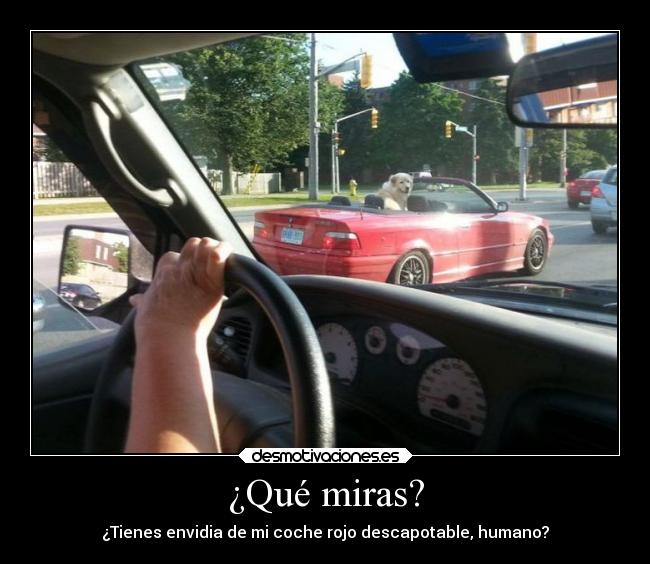 carteles humor envidia perro coche rojo conducir desmotivaciones