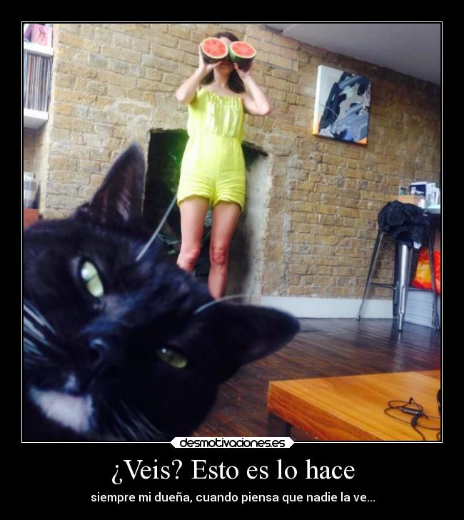 carteles humor gato espirar nadie ridiculo desmotivaciones