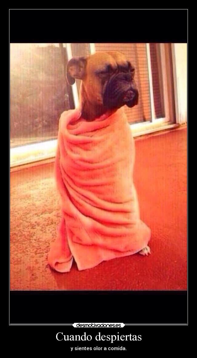 carteles humor graciosas tonto blablabla tengo hambre desmotivaciones