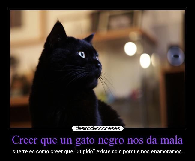 Creer que un gato negro nos da mala - 