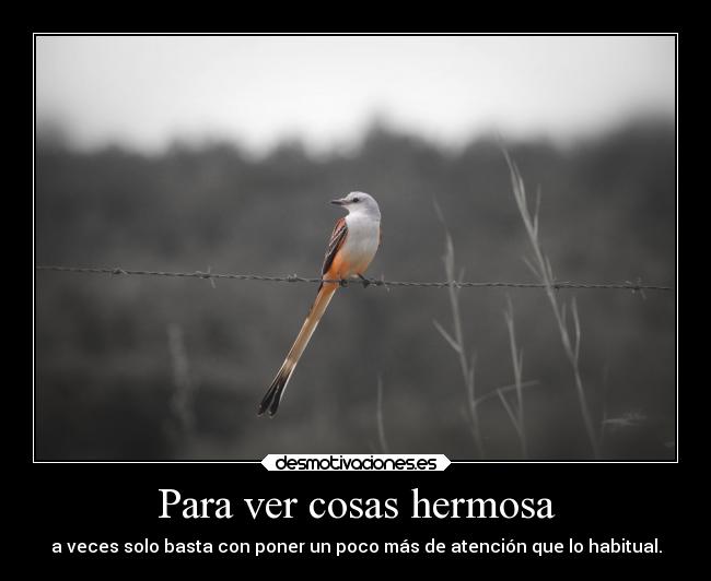 Para ver cosas hermosa - a veces solo basta con poner un poco más de atención que lo habitual.