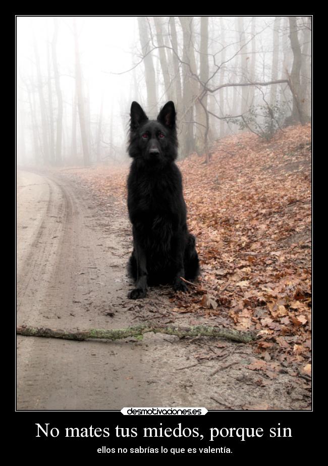 No mates tus miedos, porque sin - ellos no sabrías lo que es valentía.