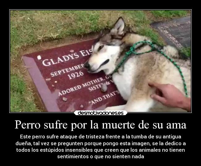 Perro sufre por la muerte de su ama - Este perro sufre ataque de tristeza frente a la tumba de su antigua
dueña, tal vez se pregunten porque pongo esta imagen, se la dedico a
todos los estúpidos insensibles que creen que los animales no tienen
sentimientos o que no sienten nada