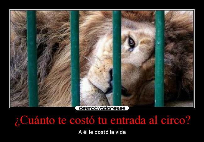 ¿Cuánto te costó tu entrada al circo? - A él le costó la vida