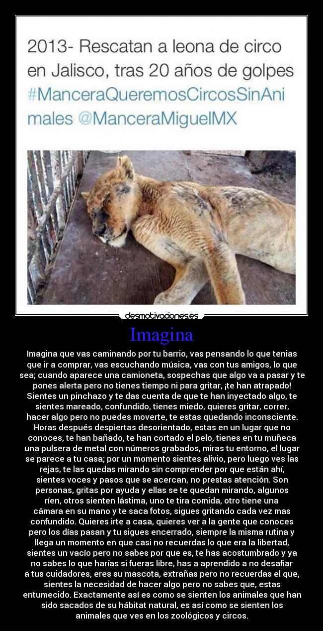 Imagina - Imagina que vas caminando por tu barrio, vas pensando lo que tenias
que ir a comprar, vas escuchando música, vas con tus amigos, lo que
sea; cuando aparece una camioneta, sospechas que algo va a pasar y te
pones alerta pero no tienes tiempo ni para gritar, ¡te han atrapado!
Sientes un pinchazo y te das cuenta de que te han inyectado algo, te
sientes mareado, confundido, tienes miedo, quieres gritar, correr,
hacer algo pero no puedes moverte, te estas quedando inconsciente.
Horas después despiertas desorientado, estas en un lugar que no
conoces, te han bañado, te han cortado el pelo, tienes en tu muñeca
una pulsera de metal con números grabados, miras tu entorno, el lugar
se parece a tu casa; por un momento sientes alivio, pero luego ves las
rejas, te las quedas mirando sin comprender por que están ahí,
sientes voces y pasos que se acercan, no prestas atención. Son
personas, gritas por ayuda y ellas se te quedan mirando, algunos
ríen, otros sienten lástima, uno te tira comida, otro tiene una
cámara en su mano y te saca fotos, sigues gritando cada vez mas
confundido. Quieres irte a casa, quieres ver a la gente que conoces
pero los días pasan y tu sigues encerrado, siempre la misma rutina y
llega un momento en que casi no recuerdas lo que era la libertad,
sientes un vacío pero no sabes por que es, te has acostumbrado y ya
no sabes lo que harías si fueras libre, has a aprendido a no desafiar
a tus cuidadores, eres su mascota, extrañas pero no recuerdas el que,
sientes la necesidad de hacer algo pero no sabes que, estas
entumecido. Exactamente así es como se sienten los animales que han
sido sacados de su hábitat natural, es así como se sienten los
animales que ves en los zoológicos y circos.