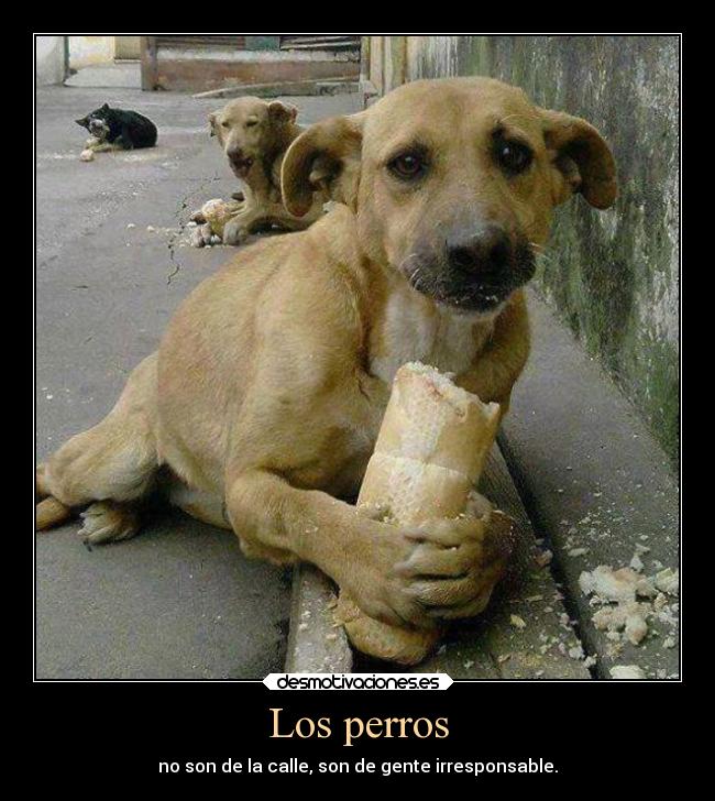 Los perros - no son de la calle, son de gente irresponsable.