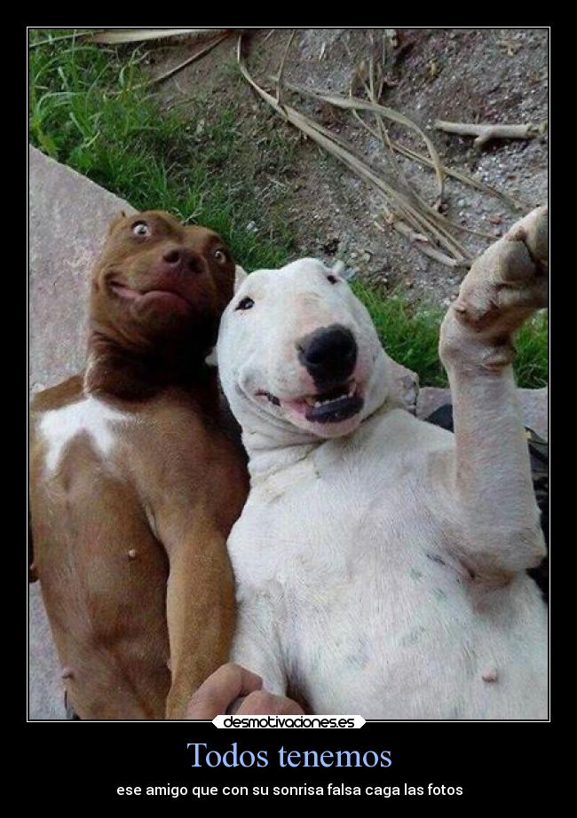 carteles sonrisa alegria animales desmotivaciones