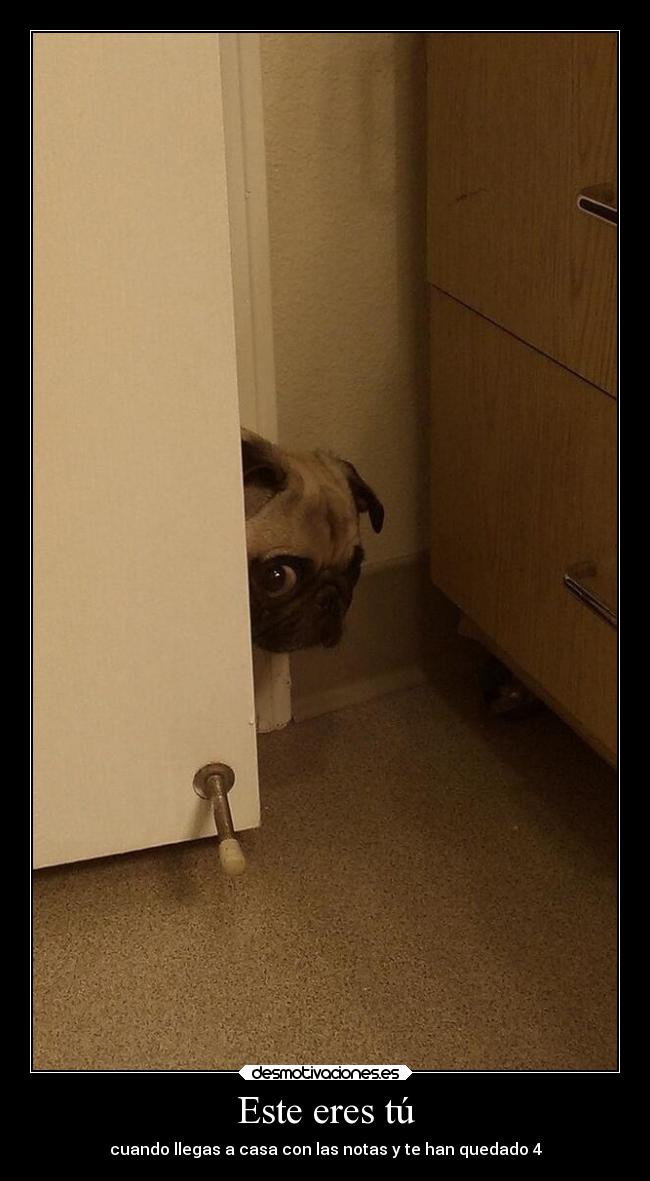 carteles tonto humor animales notas estudios perros colegui desmotivaciones