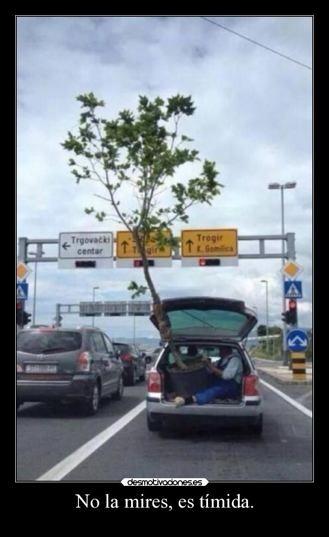 No la mires, es tímida. -