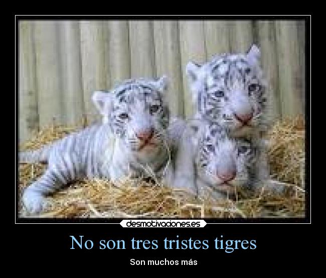 No son tres tristes tigres - 