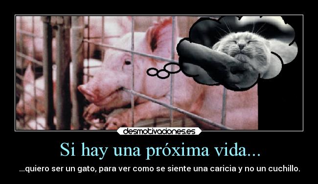VIDA CERDO vida cerdo: