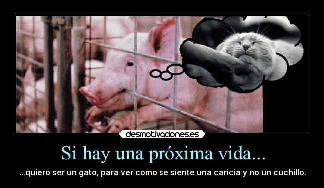 carteles vida animales alma vida cerdo gato vegan animalista vegano especismo matadero cuchillo caricia mataderos desmotivaciones