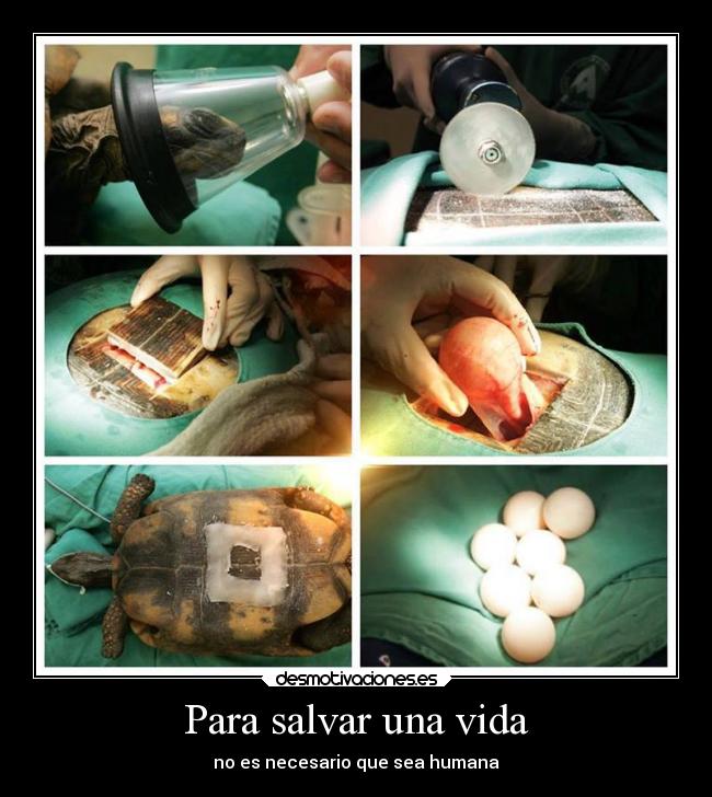 carteles vida vida desmotivaciones