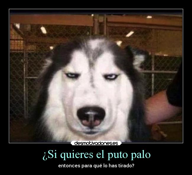 ¿Si quieres el puto palo - entonces para qué lo has tirado?
