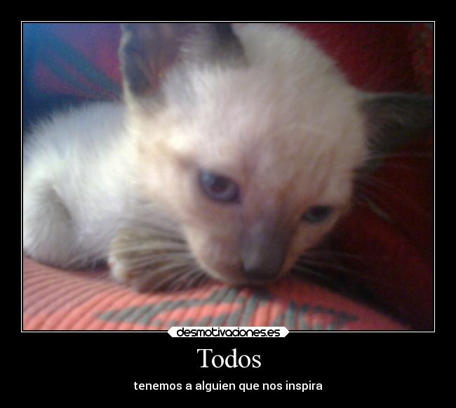 carteles vida recuerdos gatos felicidad esperanza desmotivaciones