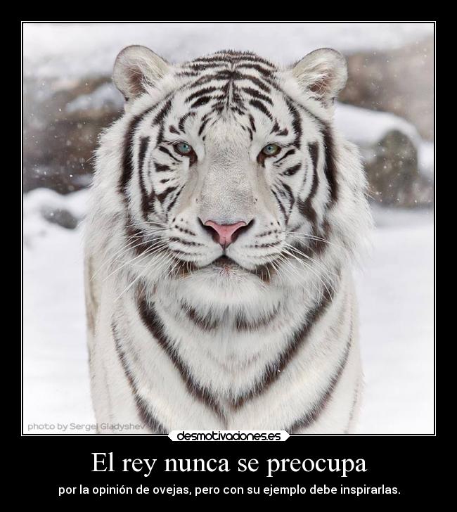 El rey nunca se preocupa - por la opinión de ovejas, pero con su ejemplo debe inspirarlas.