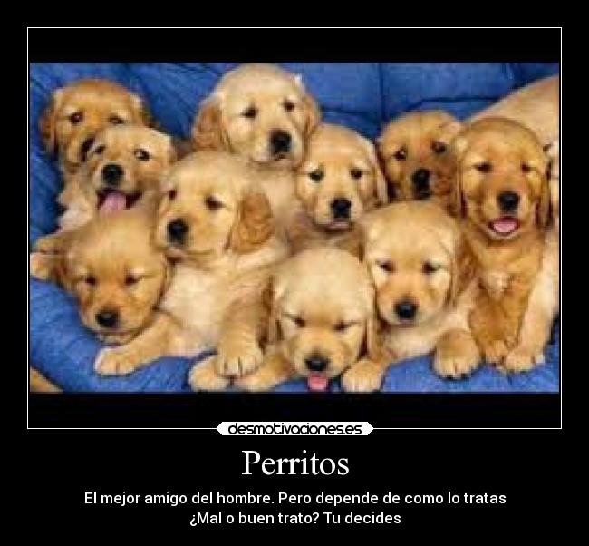 Perritos -