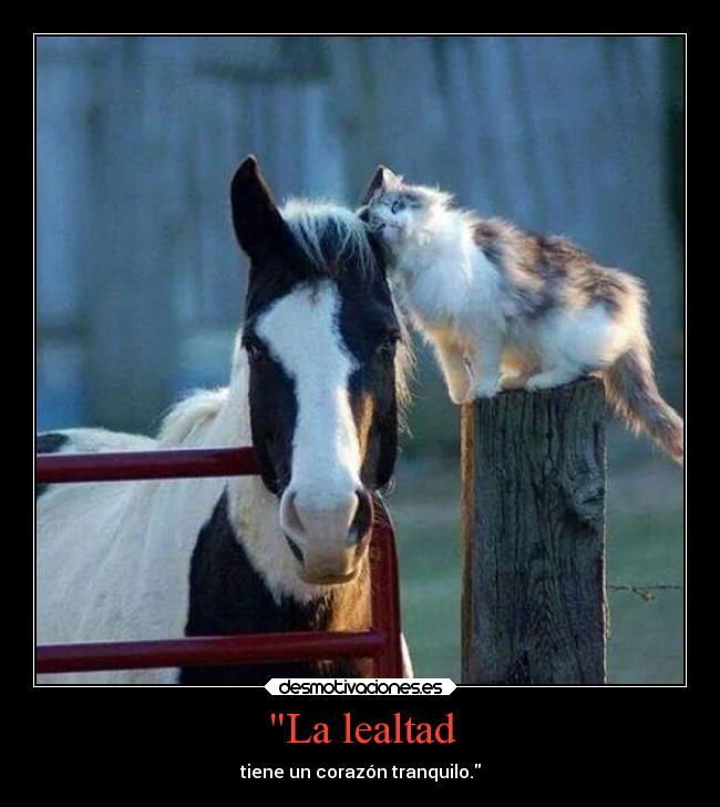 La lealtad - tiene un corazón tranquilo.