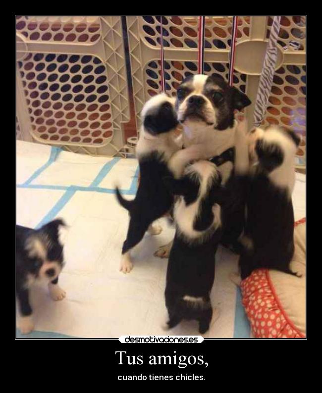 Tus amigos, -