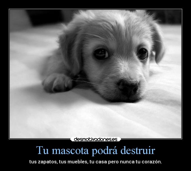 Tu mascota podrá destruir - 