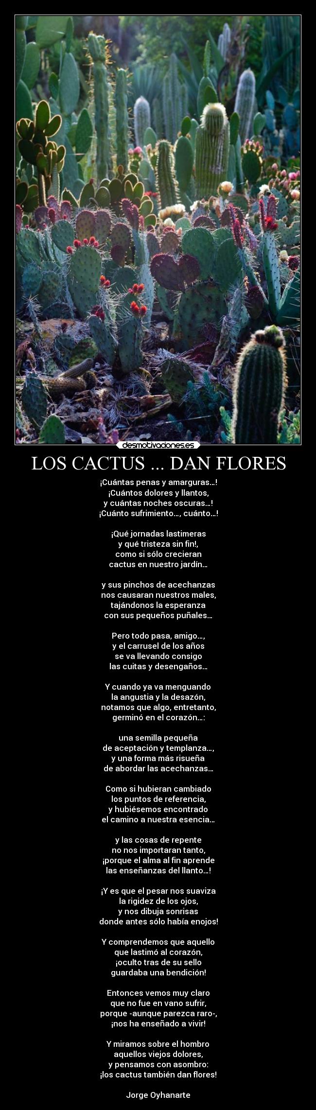 LOS CACTUS ... DAN FLORES - ¡Cuántas penas y amarguras…!
¡Cuántos dolores y llantos,
y cuántas noches oscuras…!
¡Cuánto sufrimiento…, cuánto…!
¡Qué jornadas lastimeras
y qué tristeza sin fin!,
como si sólo crecieran
cactus en nuestro jardín…
y sus pinchos de acechanzas
nos causaran nuestros males,
tajándonos la esperanza
con sus pequeños puñales…
Pero todo pasa, amigo…,
y el carrusel de los años
se va llevando consigo
las cuitas y desengaños…
Y cuando ya va menguando
la angustia y la desazón,
notamos que algo, entretanto,
germinó en el corazón…:
una semilla pequeña
de aceptación y templanza…,
y una forma más risueña
de abordar las acechanzas…
Como si hubieran cambiado
los puntos de referencia,
y hubiésemos encontrado
el camino a nuestra esencia…
y las cosas de repente
no nos importaran tanto,
¡porque el alma al fin aprende
las enseñanzas del llanto…!
¡Y es que el pesar nos suaviza
la rigidez de los ojos,
y nos dibuja sonrisas
donde antes sólo había enojos!
Y comprendemos que aquello
que lastimó al corazón,
¡oculto tras de su sello
guardaba una bendición!
Entonces vemos muy claro
que no fue en vano sufrir,
porque -aunque parezca raro-,
¡nos ha enseñado a vivir!
Y miramos sobre el hombro
aquellos viejos dolores,
y pensamos con asombro:
¡los cactus también dan flores!
Jorge Oyhanarte