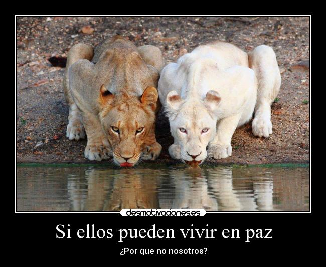 Si ellos pueden vivir en paz - ¿Por que no nosotros?
