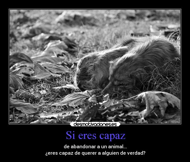 Si eres capaz -