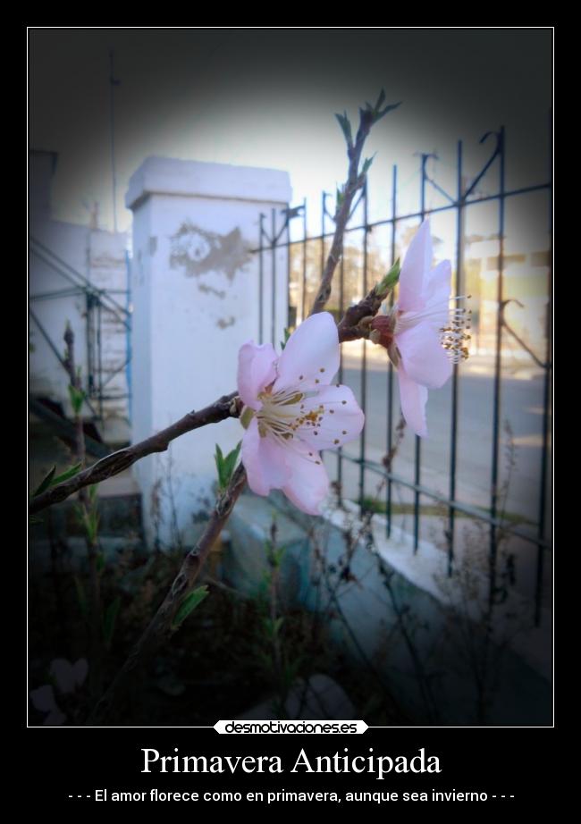 Primavera Anticipada - 