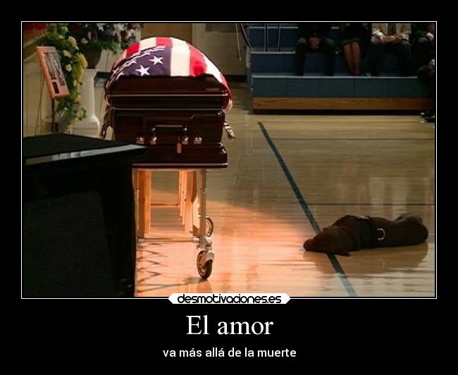 carteles amor amor muerte perros desmotivaciones