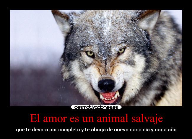 El amor es un animal salvaje - que te devora por completo y te ahoga de nuevo cada día y cada año