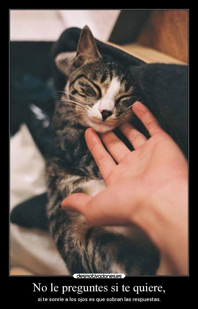 carteles amor que tiene ver gato queria colocar pues desmotivaciones