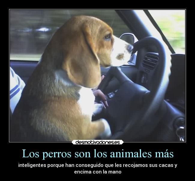 Los perros son los animales más - inteligentes porque han conseguido que les recojamos sus cacas y
encima con la mano