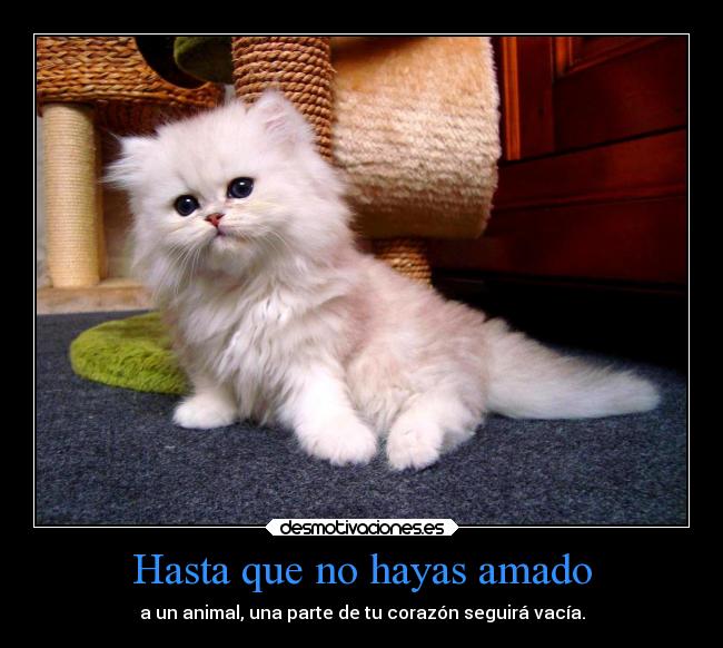 Hasta que no hayas amado - a un animal, una parte de tu corazón seguirá vacía.