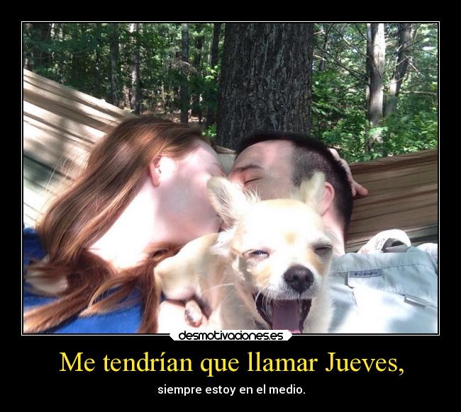 carteles animales desmotivaciones